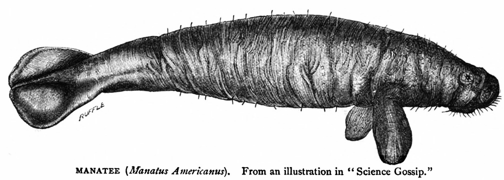 Manatee (Manatus Americanus).jpg