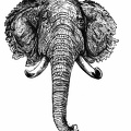 Head of Indian Elephant