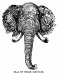 Head of Indian Elephant