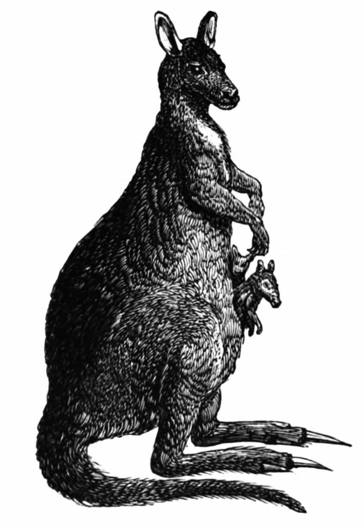 The Woolly Kangaroo