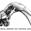Walrus skull, showing the powerful canine teeth