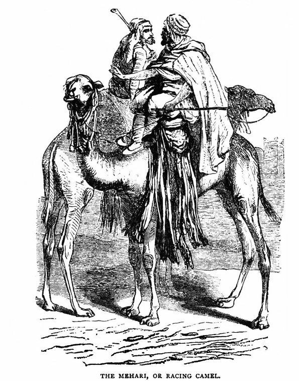 The Mehari, or racing Camel
