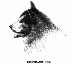 Esquimaux Dog