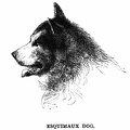 Esquimaux Dog