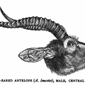 White-Eared Antelope (A. leucotes), Male, Central Africa