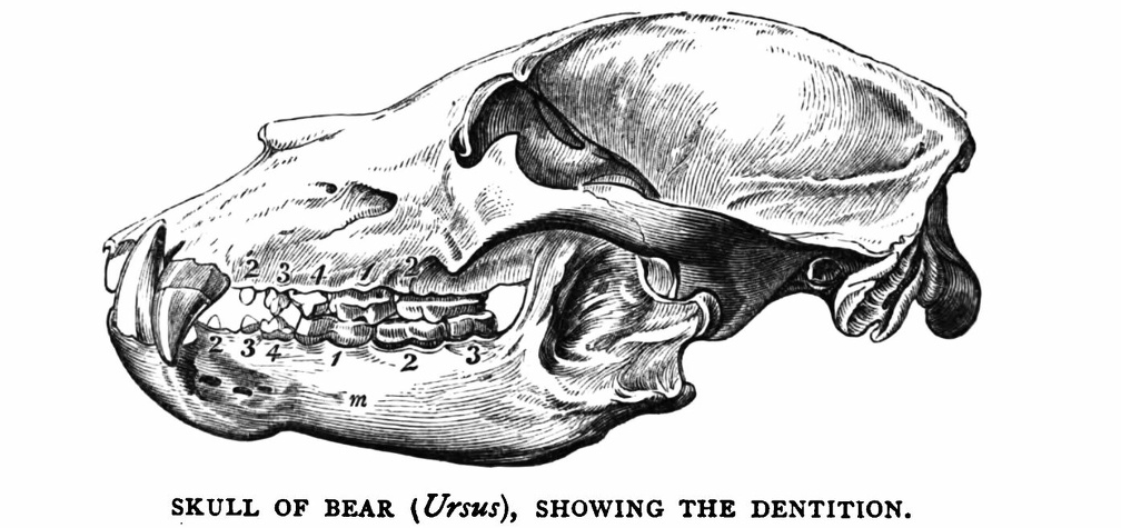 Skull of Bear (Ursus), showing the dentition.jpg