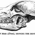 Skull of Bear (Ursus), showing the dentition