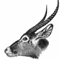 Waterbok (Antilope [Kobus] ellipsprymna, Ogilby)
