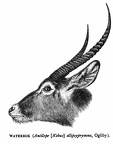Waterbok (Antilope [Kobus] ellipsprymna, Ogilby)