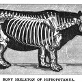 Bony skeleton of Hippopotamus