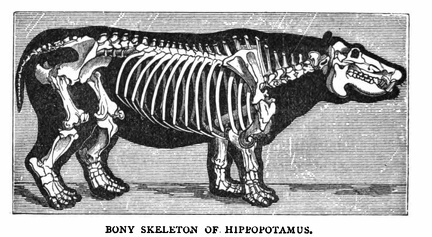 Bony skeleton of Hippopotamus