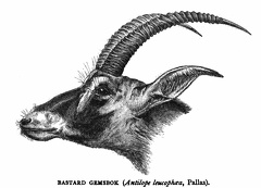 Bastard Gemsbok (Antilope leucophaea, Pallas