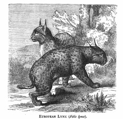 European Lynx (Felis Lynx)