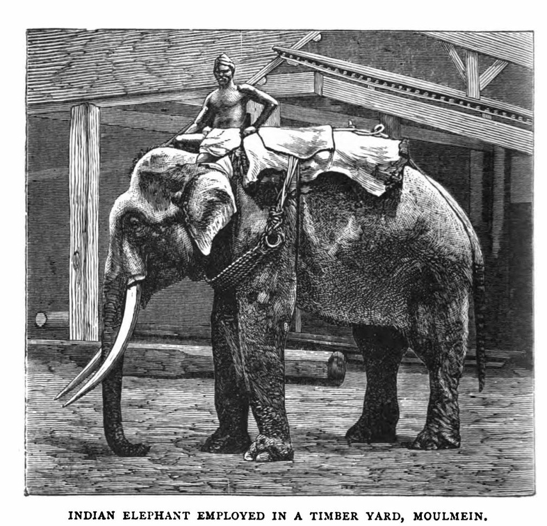 Indian Elephant employed in a Timber yard, Moulmein.jpg