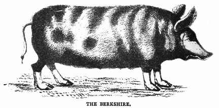 The Berkshire