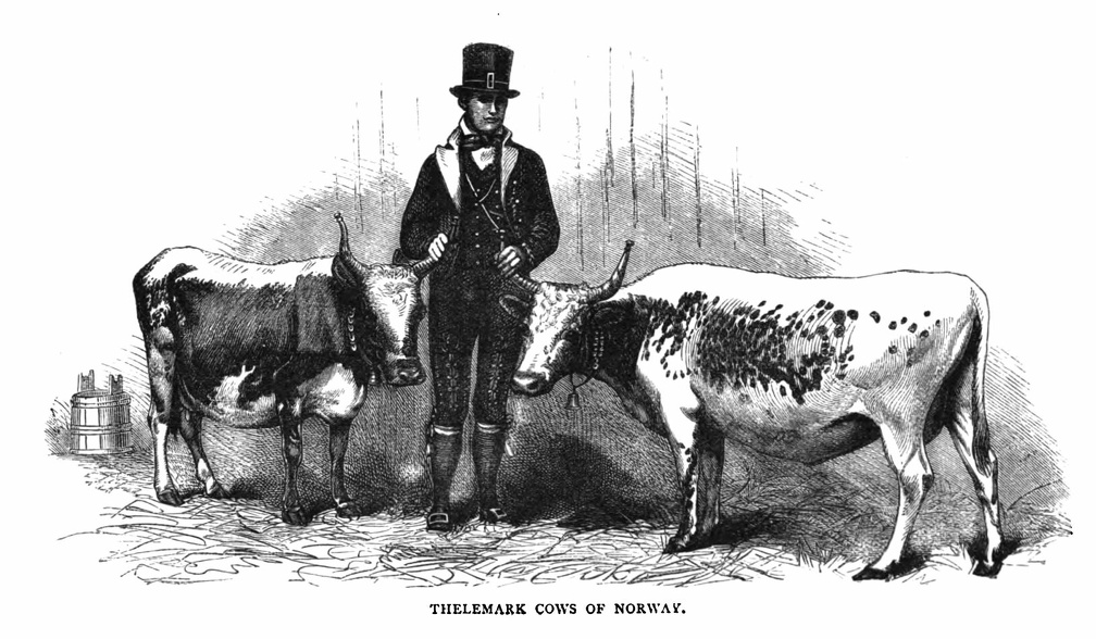 Thelemark cows of Norway.jpg