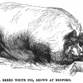 Small Breed White pig, Shown at Bedford