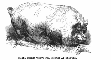Small Breed White pig, Shown at Bedford