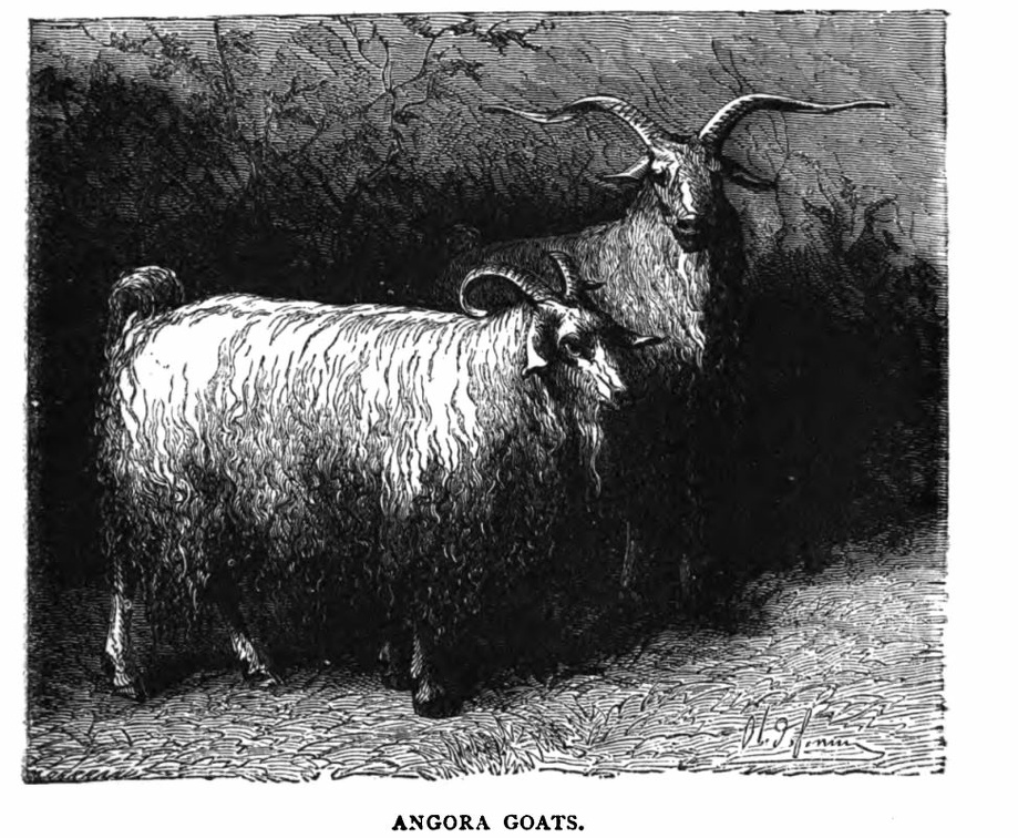 Angora Goats.jpg