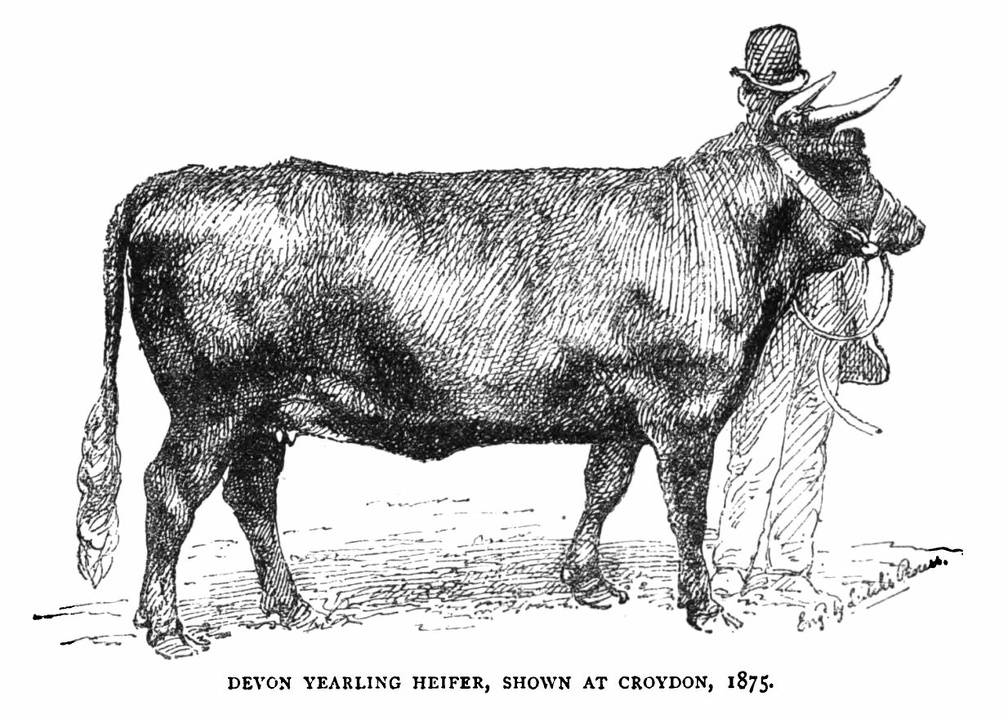Devon Yearling Heifer, shown at Croydon, 1875
