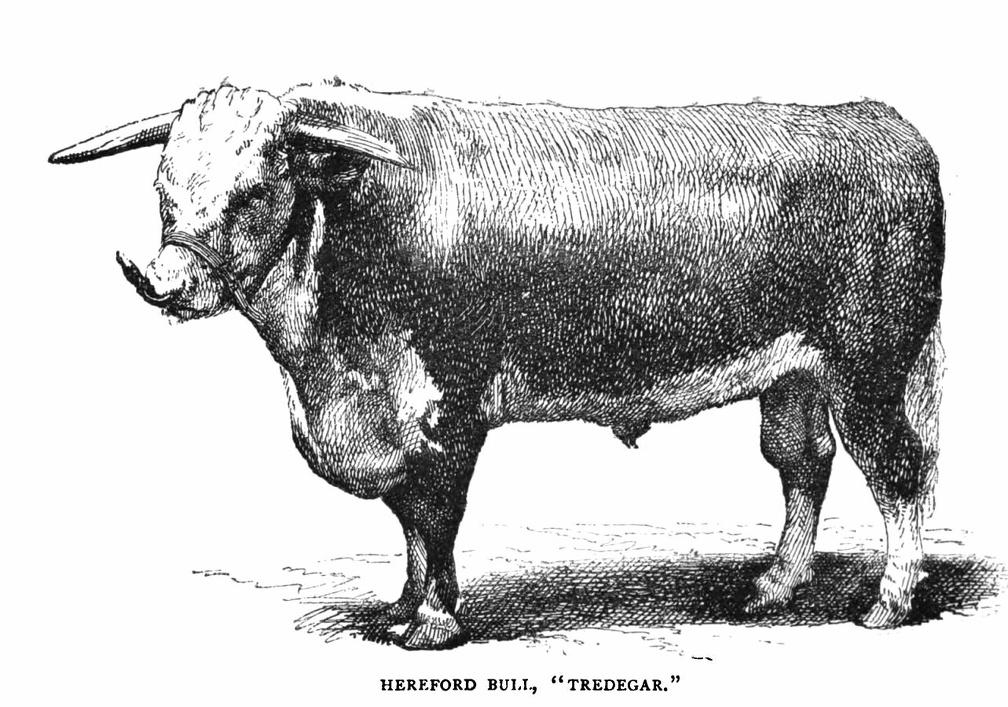 Hereford Bull, 'Tredegar'