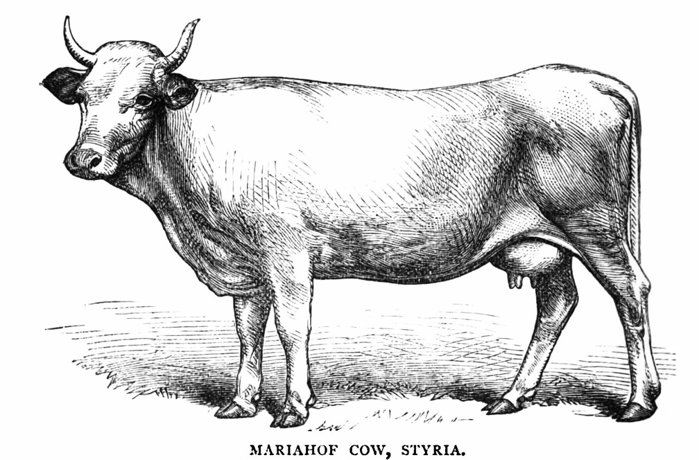 Mariahof Cow, Styria.jpg