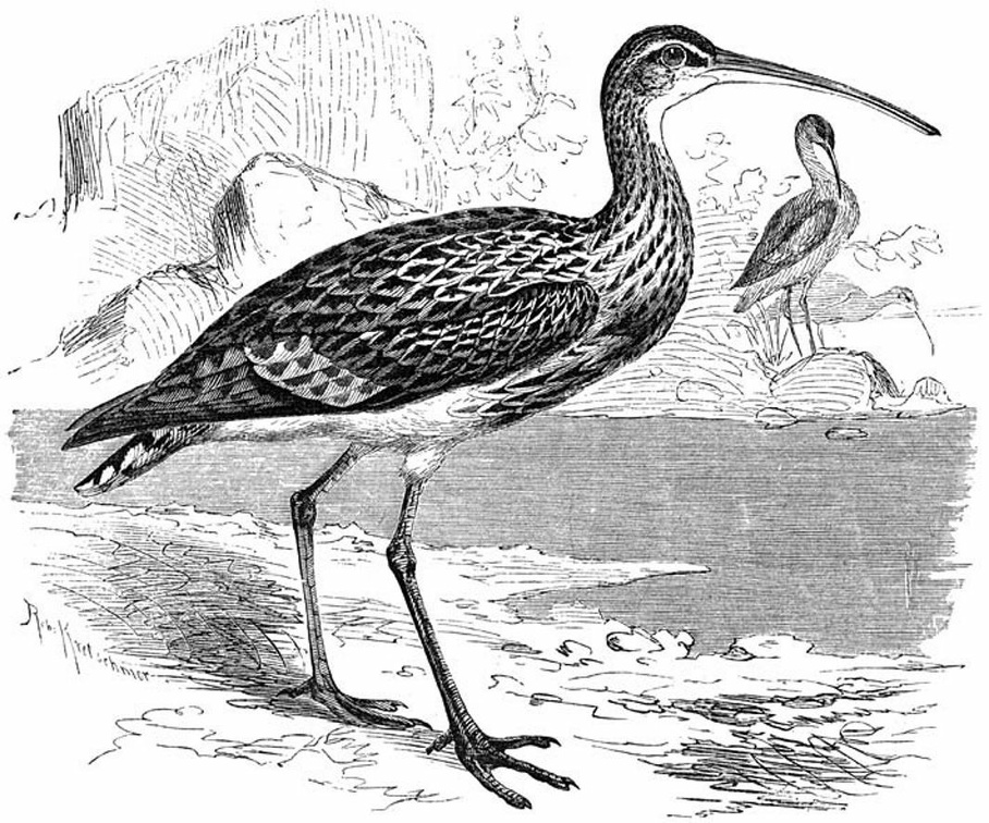 Curlew ( Numenius arquatus ).jpg