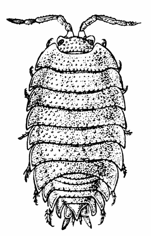 A Woodlouse (Porcellio scaber), One of the Isopoda.jpg