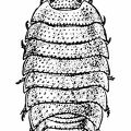 A Woodlouse (Porcellio scaber), One of the Isopoda