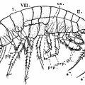 An Amphipod (Gammarus locusta)