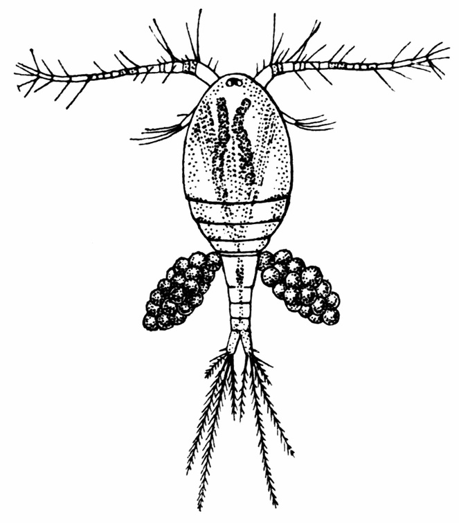 Cyclops albidus, a Species of Copepod found in Fresh Water