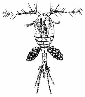 Cyclops albidus, a Species of Copepod found in Fresh Water