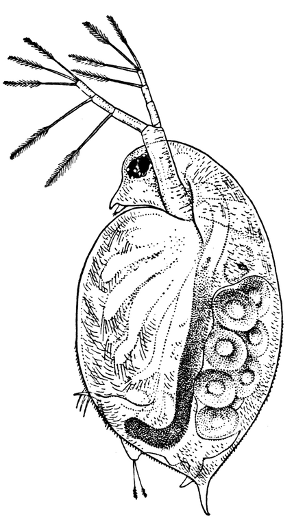 Daphnia pulex, a Common Species of Water-flea.- Female carrying eggs in the brood-chamber.png