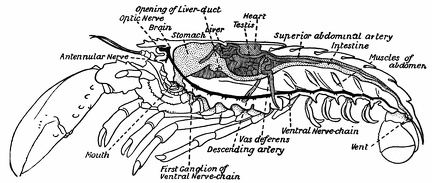 Dissection of Male Lobster, from the Side