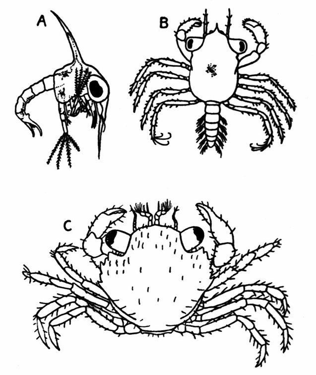 Larval Stages of the Common Shore Crab .jpg