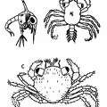 Larval Stages of the Common Shore Crab 
