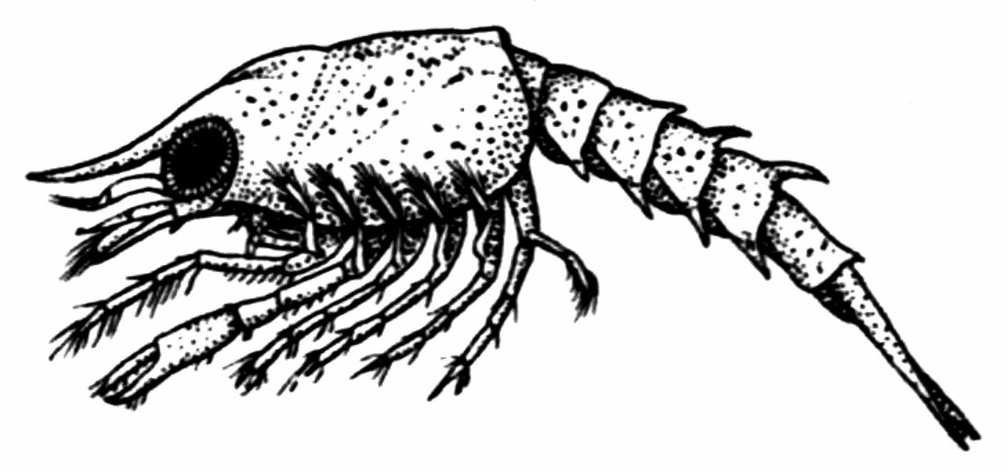 First Larval Stage of the Common Lobster.jpg