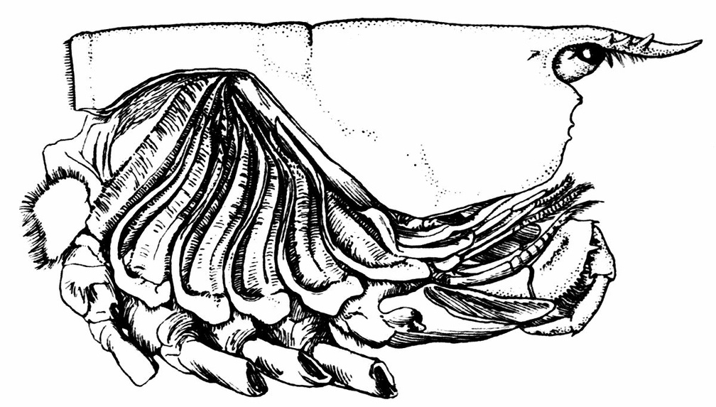 Gills of the Lobster, exposed by cutting away the Side-flap of the Carapace.jpg