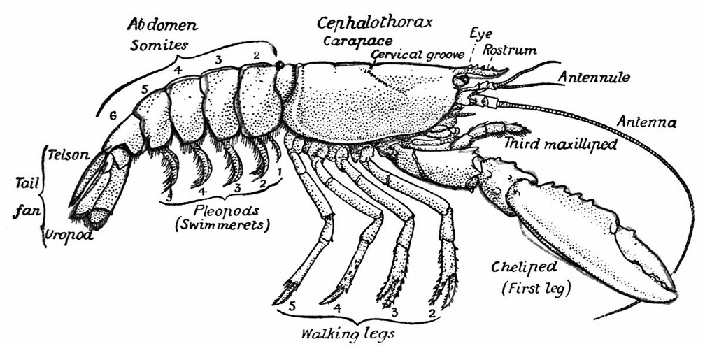 The Common Lobster (Homarus gammarus,) Female, from the Side