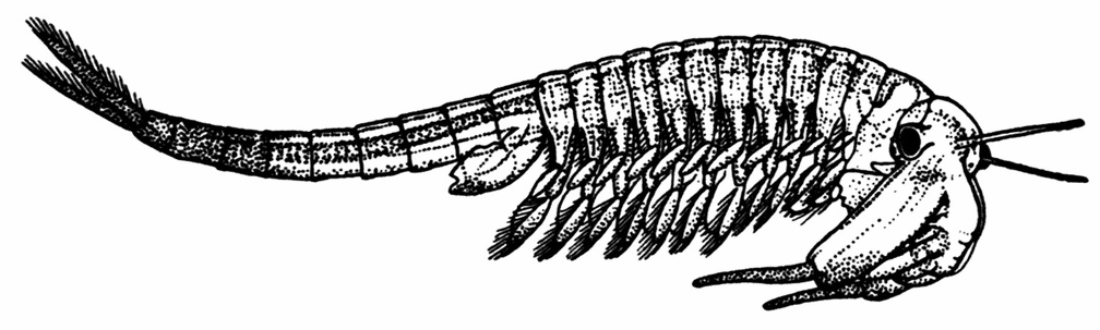 The 'Fairy Shrimp' (Chirocephalus diaphanus).jpg