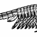The 'Fairy Shrimp' (Chirocephalus diaphanus)