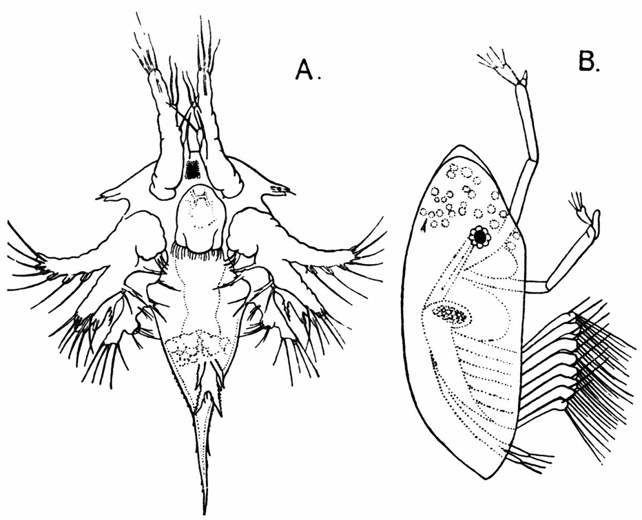 Larval Stages of the Common Rock Barnacle (Balanus balanoides.jpg
