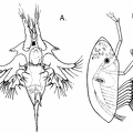 Larval Stages of the Common Rock Barnacle (Balanus balanoides