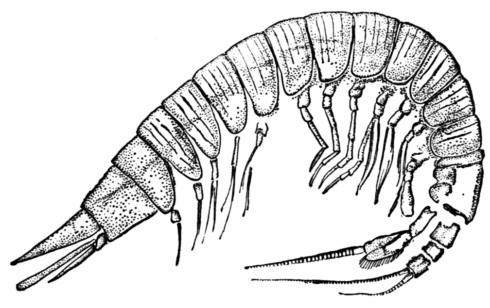 Præanaspides præcursor, One of the Fossil Syncarida, from the Coal-measures of Derbyshire.jpg
