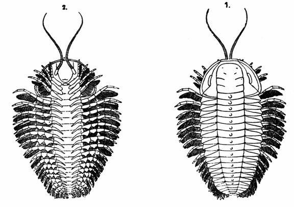 Restoration of a Trilobite (Triarthrus becki), showing the Appendages