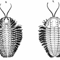 Restoration of a Trilobite (Triarthrus becki), showing the Appendages