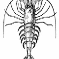 The Common Shrimp (Crangon vulgaris)