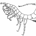 A Well Shrimp (Niphargus aquilex)