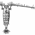 Diaptomus cœruleus, Female