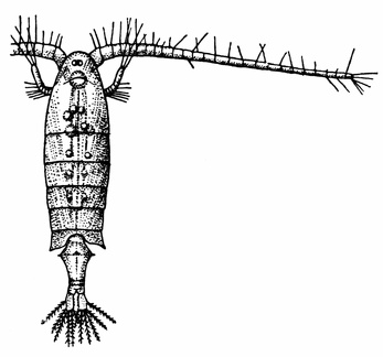 Diaptomus cœruleus, Female